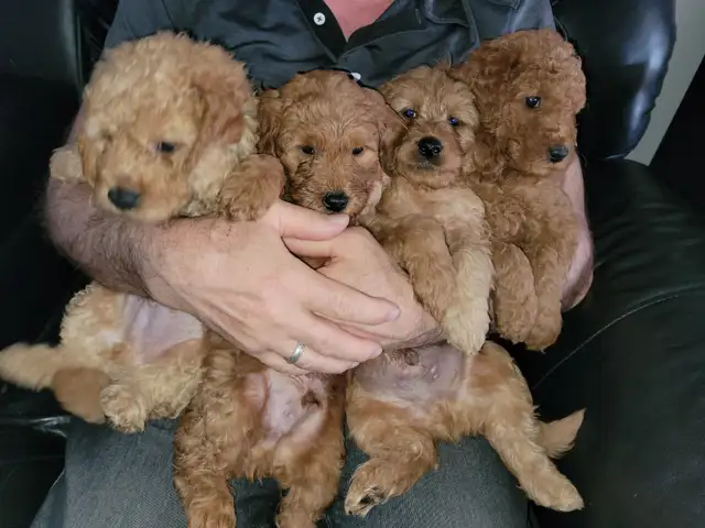 Golden doudoodle Chiot  femelle   roux in Dogs & Puppies for Rehoming in Laval / North Shore - Image 6