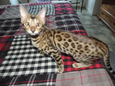 Bengal chaton femelle de 4 mois vermifuge curieuse et enjoue, View more