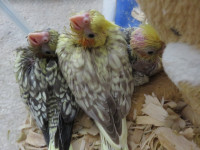 **FULLY WEANED HANDFED BABY PEARL COCKATIELS**W/CARE PACKAGE**