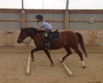 Ponies For Sale, View more