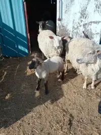 Lambs 4 left 