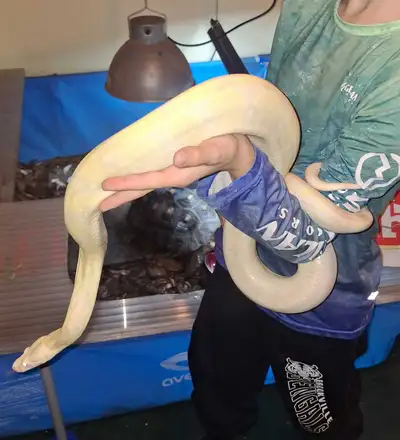 female albino boa, View more