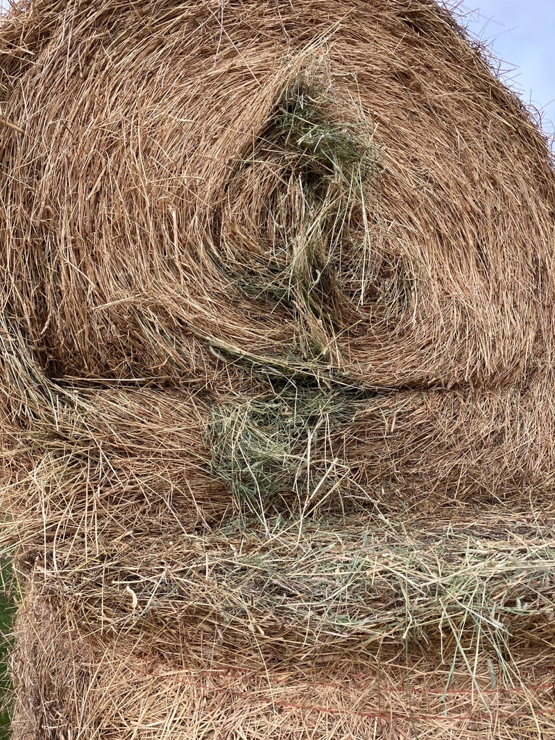 Alfalfa Timothy Livestock Red Deer Kijiji