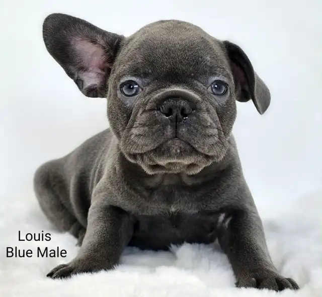 FRENCHTON puppies in Dogs & Puppies for Rehoming in Vancouver - Image 3