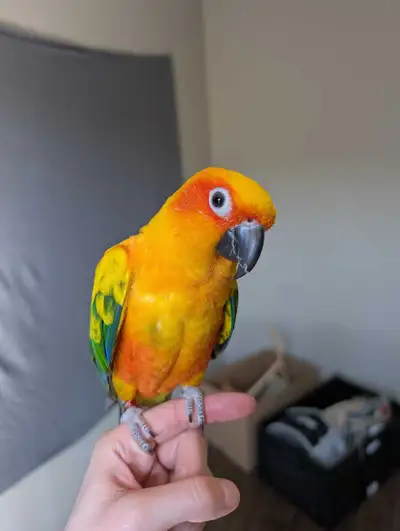 Sun Conure for Sale, View more
