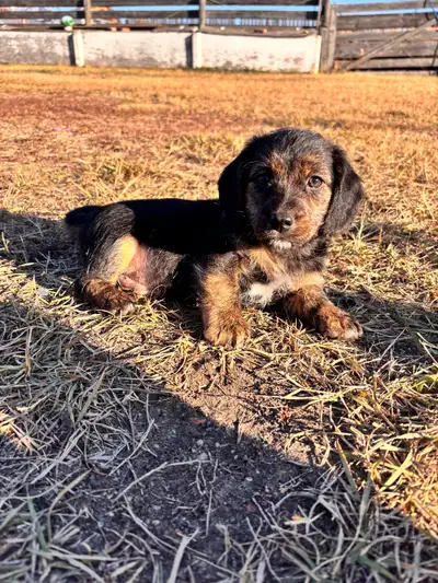 Last one! Ready to go! Mini Bassett Hound/ Terrier, View more