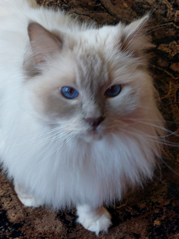 Ragdoll Brothers in Cats & Kittens for Rehoming in Nanaimo - Image 2