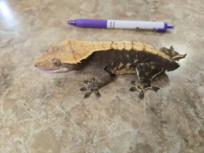 Goldie the crested gecko, View more