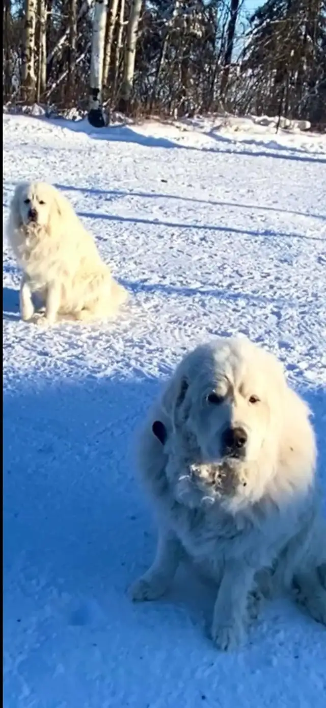 Great Pyrenees puppies ( PUREBRED) in Dogs & Puppies for Rehoming in St. Albert - Image 5