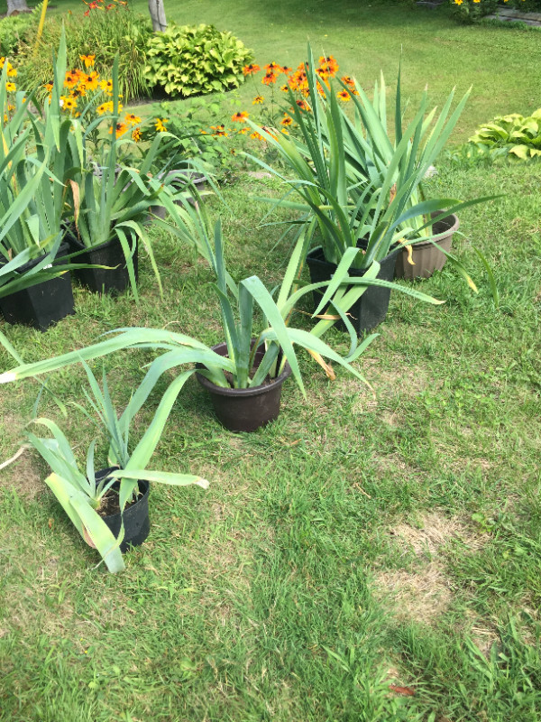 Perennial - Iris in Plants, Fertilizer & Soil in Oshawa / Durham Region - Image 2