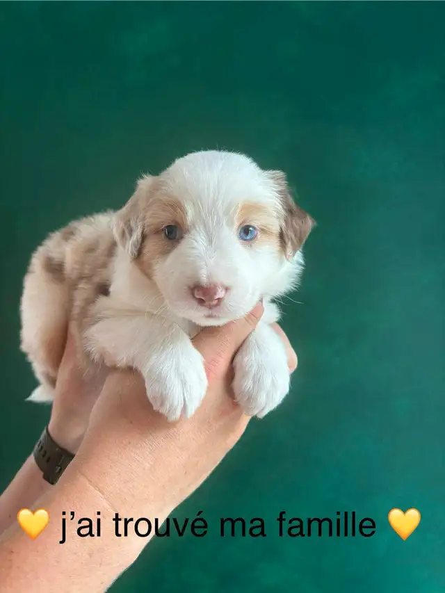 Superbe Portée de Chiots Berger Australien in Dogs & Puppies for Rehoming in Longueuil / South Shore - Image 3