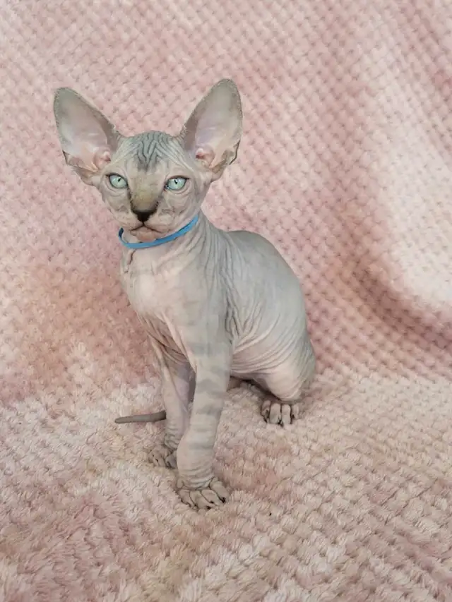 Sphynx kittens - 3 males left! in Cats & Kittens for Rehoming in St. Albert - Image 6