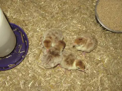 We have 10 bourbon red turkey poults that are a week old, 5 two weeks old, and 5 three weeks old for...