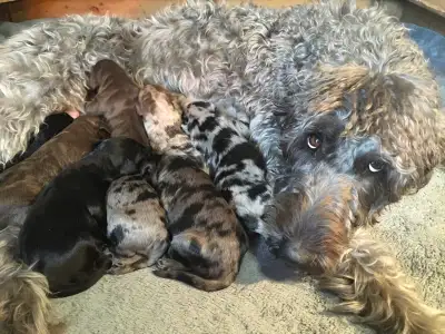 Wolfadoodle pups have arrived!!!, View more
