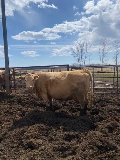 Selling 5-7 bred commercial cattle. Varying in age from first time calving heifers to mature cows. R...
