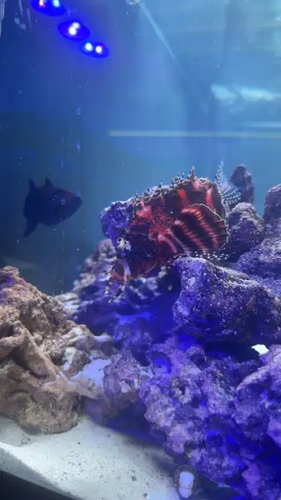 Manchu Lion fish, View more