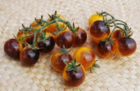 Heirloom Blue Gold Berry Cherry Tomato Seeds 1 pack of 25 Seeds!