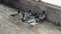 Male Call Ducks for  Sale