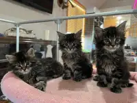 Purebred Maine Coon Kittens