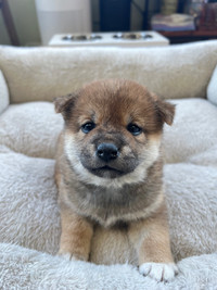 CKC SHIBA INU Puppy Ready For Rehome