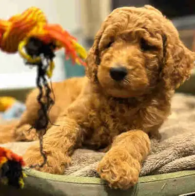 Adorable chiots Goldendoodle❤️ coup de coeur assuré, View more