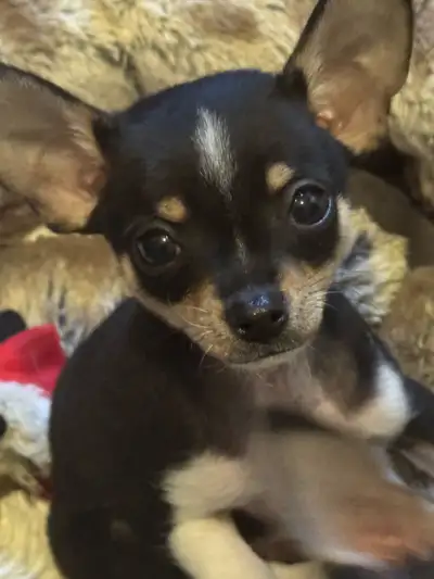 PB Chihuahua Male , View more