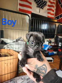 Pug Puppies looking for Forever Home 