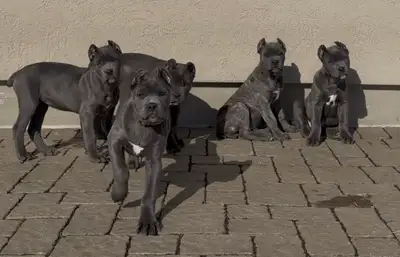 Female Cane Corso puppy • confident , sweetheart•, View more
