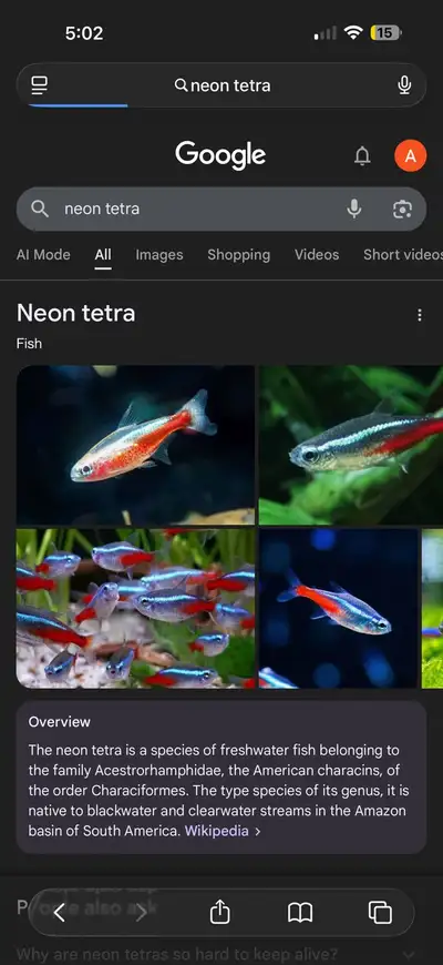 neon tetra , View more