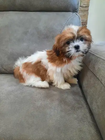 Shih Tzu puppies, View more