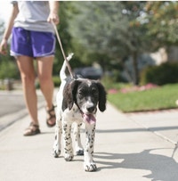 Fanny packs Take care your pet Kitchener / Waterloo Kitchener Area Preview