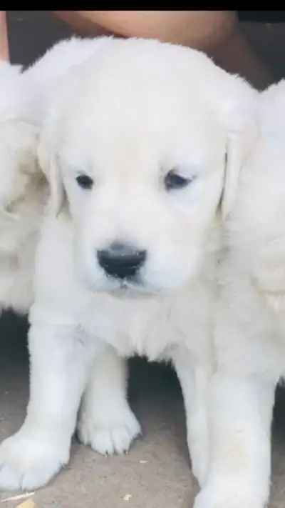 Goldens retrievers blanc pure race, View more