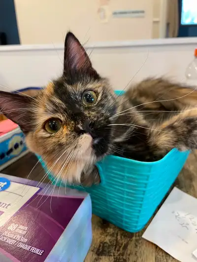 My humans are moving. I need new ones., View more