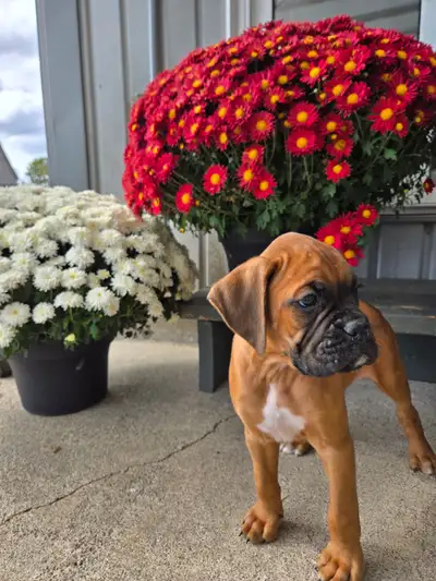 Adorable Boxer Puppies, View more