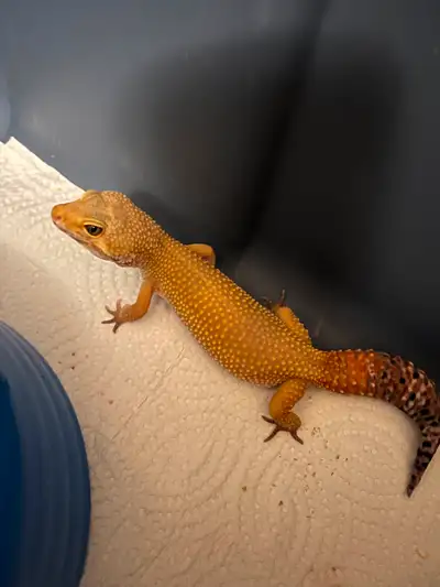 Less than a year old. Awesome tangerine beige color Friendly and curious. Always happy to see human...