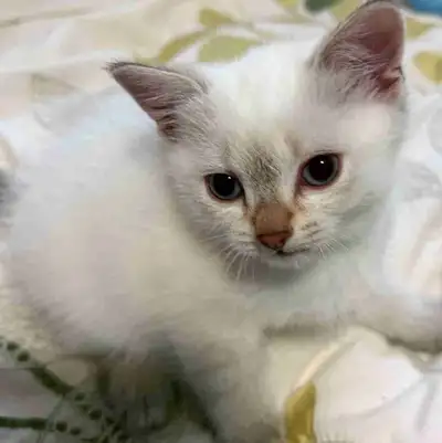 We have 5 gorgeous British Shorthairs $600 each. They are all white with blue eyes. Three of them ar...