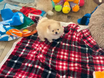 Adorable Pomeranien, View more