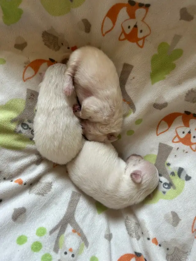 TEENY TINY POMERANIANS in Dogs & Puppies for Rehoming in Winnipeg - Image 5