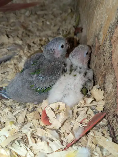 Green cheek Conure Babies!, View more
