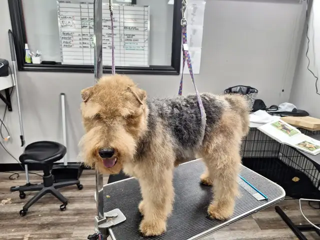 Professional Dog Grooming...Special treatment at SPRINGFIELD K.584651887996446723