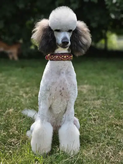 Upcoming Parti and Solid Standard Poodles, View more