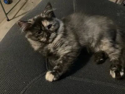 Née le 3 juin d’une porté de 3 chatons, ce chaton unique est prête à découvrir sa nouvelle famille....