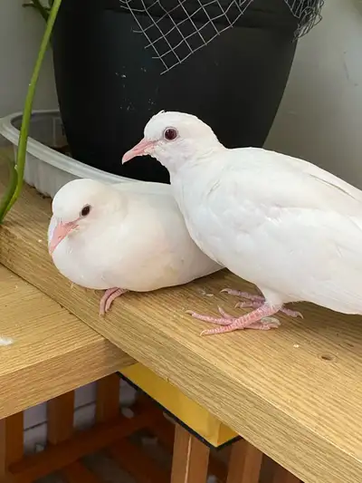 pair of doves, View more