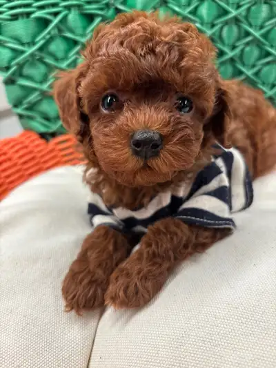 Stunning Red Toy Poodles  - Purebred, View more