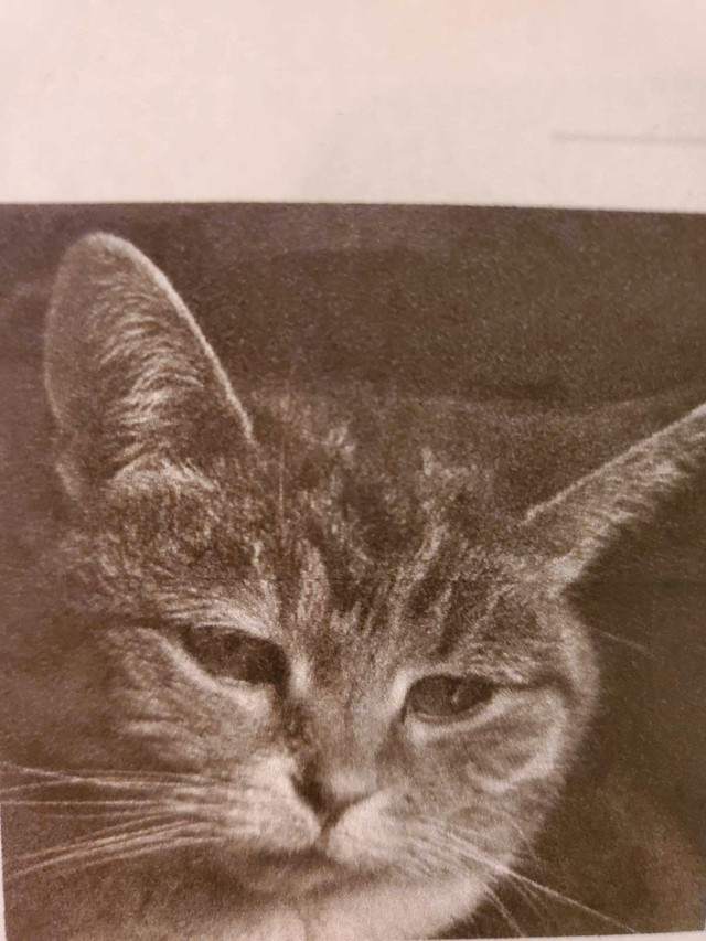 Lost cat in Lost & Found in City of Halifax - Image 2