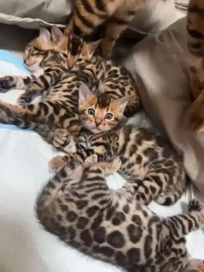 bengal kittens, View more