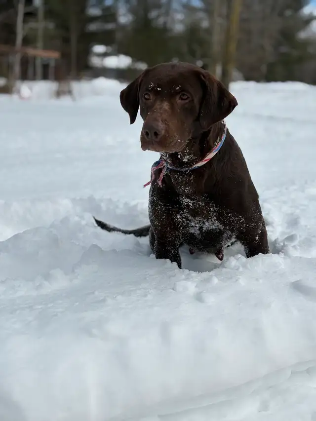 chiot labrador pure race in Dogs & Puppies for Rehoming in Laval / North Shore - Image 9