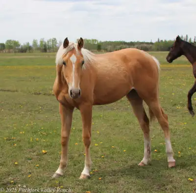 AKA Smart N Slippery - 2024 AQHA Palomino filly. Sunday is a gorgeous rich gold palomino filly with...
