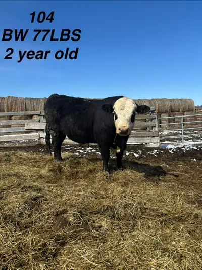 Registered black Hereford Bulls 104 is a 2 year old is a virgin bull All the rest are Yearlings 112...