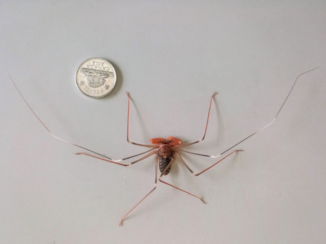 Whip spiders (Amblypygi) - Acanthophrynus coronatus babies in Other Pets for Rehoming in Mississauga / Peel Region - Image 2